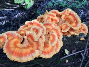 Data Collection and Monitoring - Pictured is Laetiporus speciosus