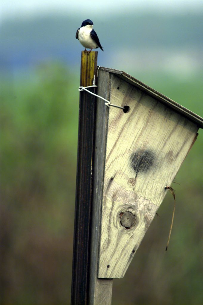 Birds of Fermilab | Nature and Ecology