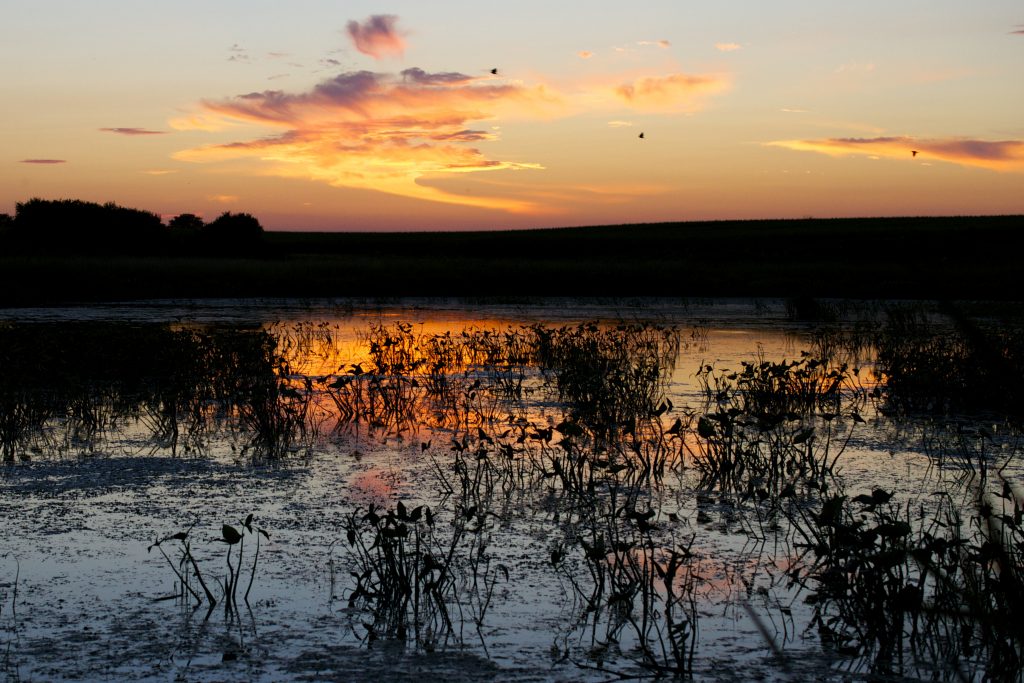 Болота бассейн. Marsh. Marshes. Inch Marshes.